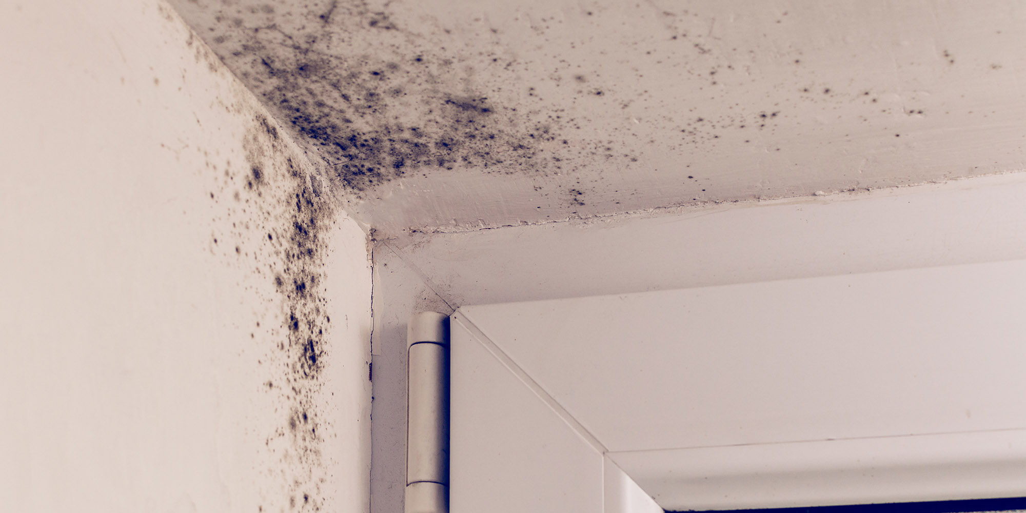 DocAir mold remediation in Nashville, TN